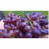 Grape Juice Cough Remedy Recipe thumbnail image