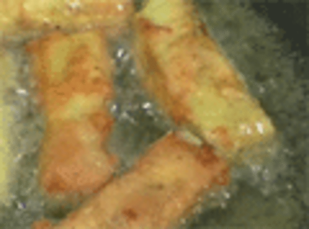 Fried Eggplant