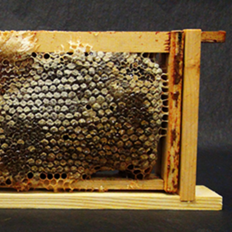 Plan Bee - Honeycomb