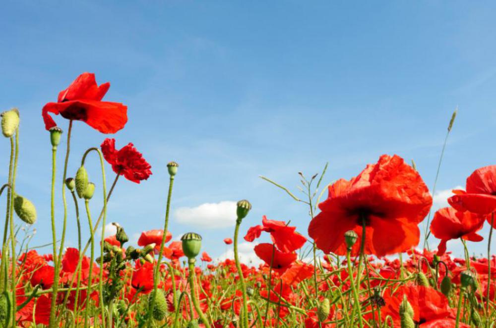 Poppies and Remembrance