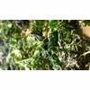 Raw Vegan Cheesy Green Black Red Kale Chips Recipe thumbnail image