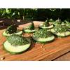 Raw Vegan Nettle Superfood Pesto Recipe thumbnail image