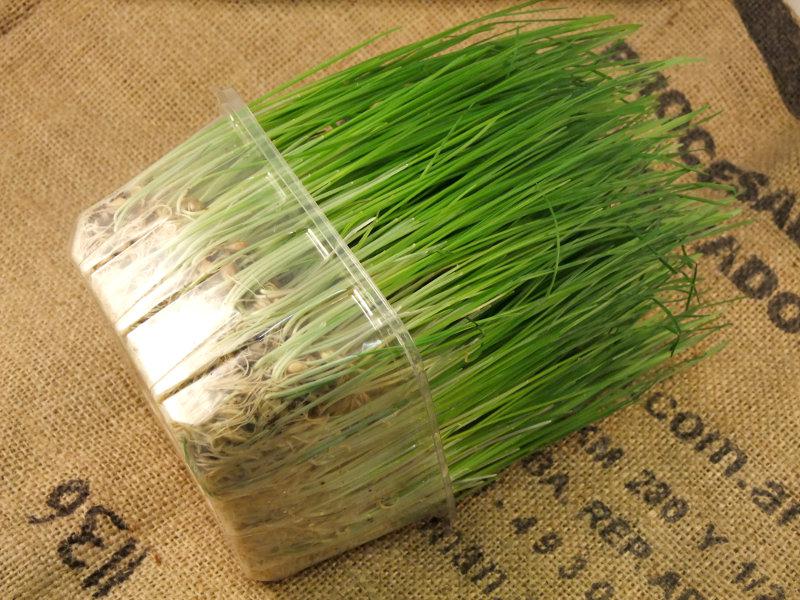 Fresh Wheatgrass UK ORGANIC