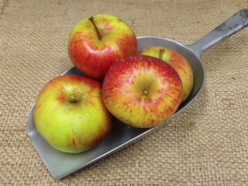 Red Pippin Apples ORGANIC