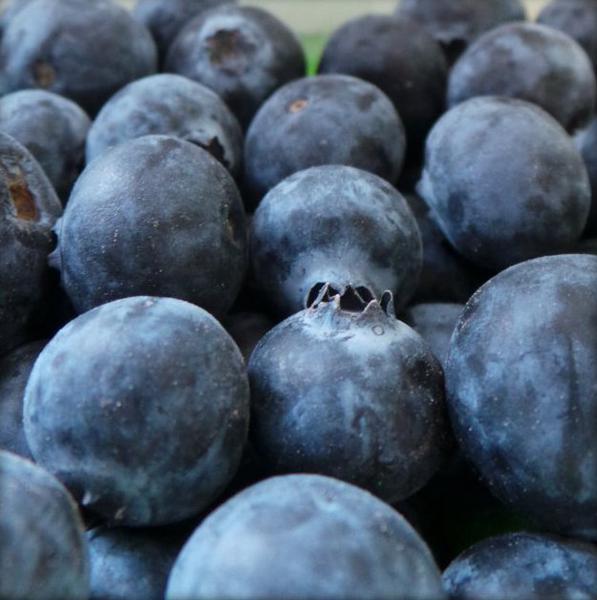 Blueberries ORGANIC
