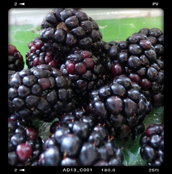 Blackberries ORGANIC