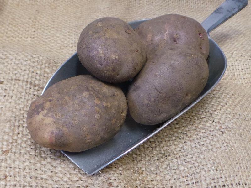 Edgecote Purple Potato ORGANIC