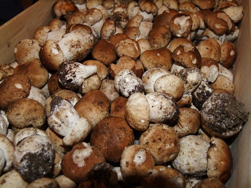 Fresh Wild Cep Mushrooms 