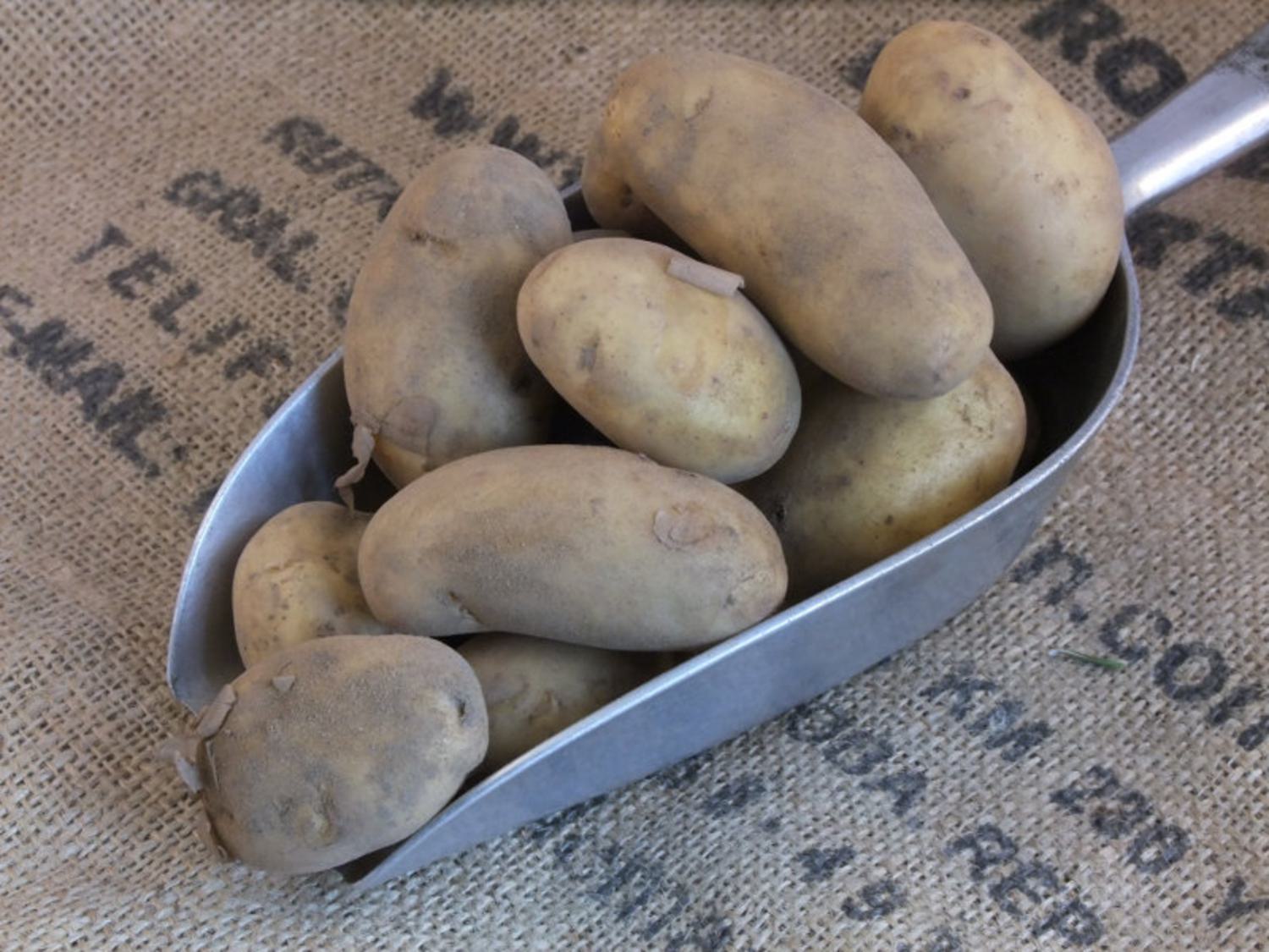 grow jersey royal potatoes