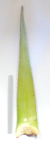 Aloe Vera Leaf ORGANIC