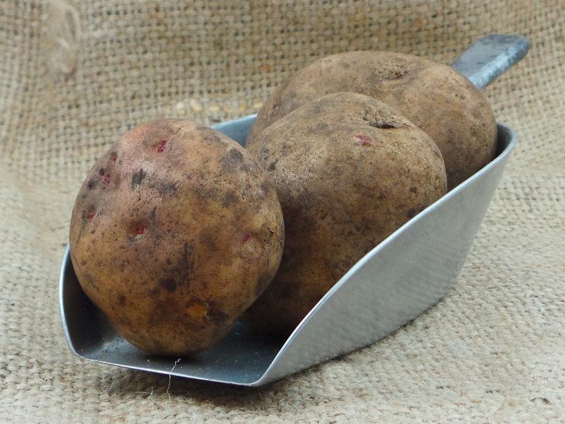 Cara Potato UK ORGANIC
