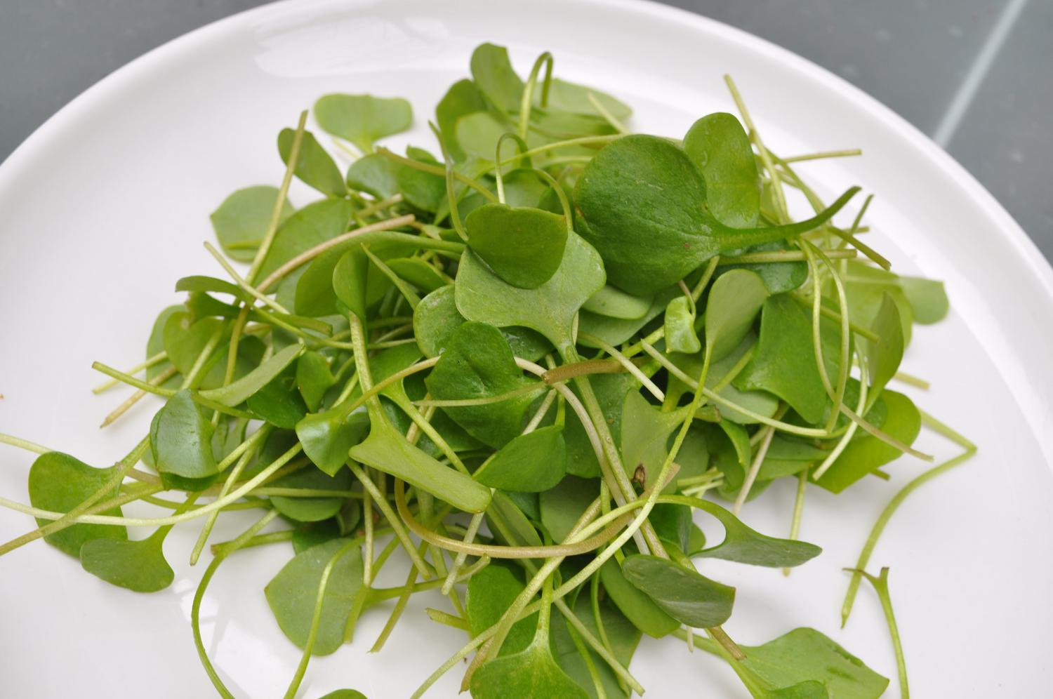 Organic Winter Purslane in 1bunch from Macleod