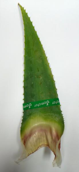 Aloe Vera Leaf Large from Foods