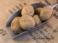 Picture of King Edward Potato ORGANIC