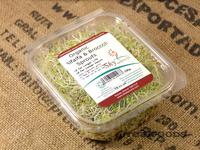 Picture of Alfalfa & Broccoli Sprouts ORGANIC