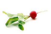 Picture of Radish UK ORGANIC