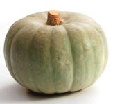 Picture of Crown Prince Squash ORGANIC