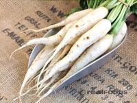 Picture of White Radish Small ORGANIC