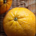 Picture of Orange Extra Large ORGANIC