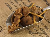 Picture of Wild Chanterelle Mushrooms 