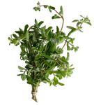 Picture of Fresh Marjoram ORGANIC