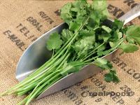 Picture of Fresh Coriander ORGANIC