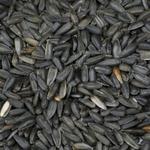 Picture of Black Sunflower Seeds ORGANIC