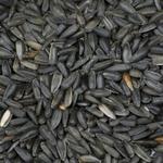 Picture of Black Sunflower Seeds ORGANIC