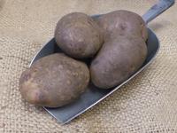 Picture of Edgecote Purple Potato ORGANIC