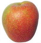 Picture of Adams Pearmain Apples ORGANIC