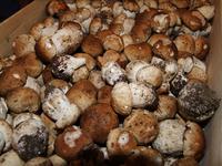 Picture of Fresh Wild Cep Mushrooms 