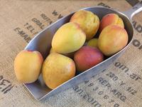 Picture of Apricots ORGANIC