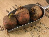 Picture of Beetroot Golden UK ORGANIC