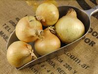 Picture of Onions ORGANIC