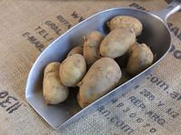 Picture of Charlotte Potato UK ORGANIC