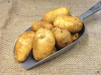 Picture of New Potato Nicola ORGANIC