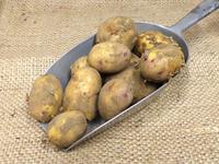 Picture of Kestrel Potato ORGANIC