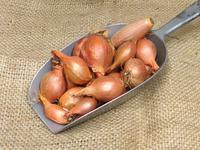 Picture of Shallots ORGANIC