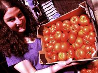 Picture of Marmande Tomatoes ORGANIC