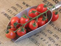 Picture of Cherry Plum Tomatoes ORGANIC