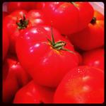 Picture of Rebellion Tomatoes ORGANIC
