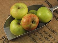 Picture of Bramley Apples ORGANIC