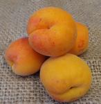 Picture of Apricots ORGANIC