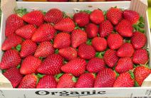 Picture of Strawberries ORGANIC