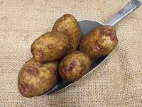 Picture of Blue Belle Heritage Potato ORGANIC