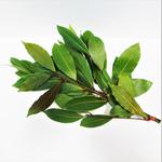 Picture of Fresh Bay Leaves ORGANIC