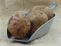 Picture of Cara Potato UK ORGANIC