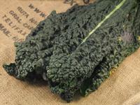 Picture of Kale Black ORGANIC
