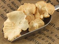 Picture of Wild Hedgehog Mushrooms 