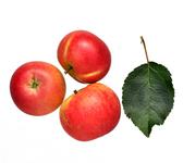 Picture of Discovery Apples 